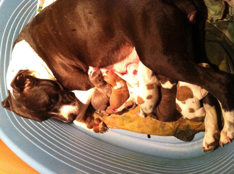 Des Amours De Stafford - American Staffordshire Terrier - Portée née le 07/03/2013