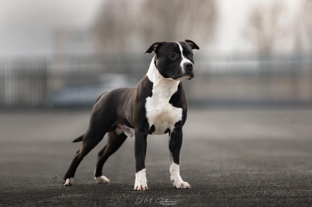 Venom stafford of Woodcastle's Dogs