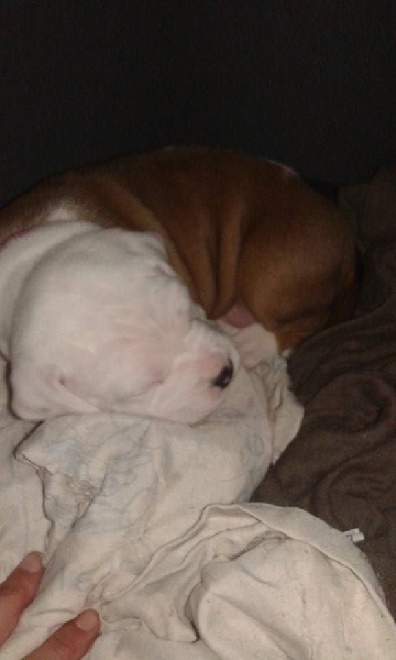 Des Amours De Stafford - American Staffordshire Terrier - Portée née le 13/08/2015