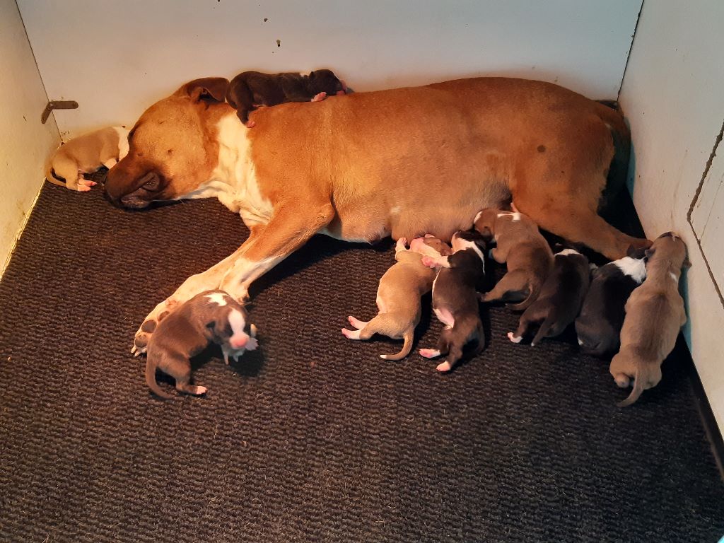 Des Amours De Stafford - American Staffordshire Terrier - Portée née le 02/06/2020