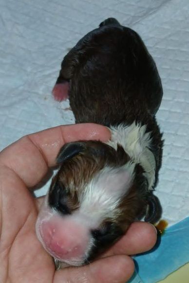 Des Amours De Stafford - Chiots disponibles - American Staffordshire Terrier