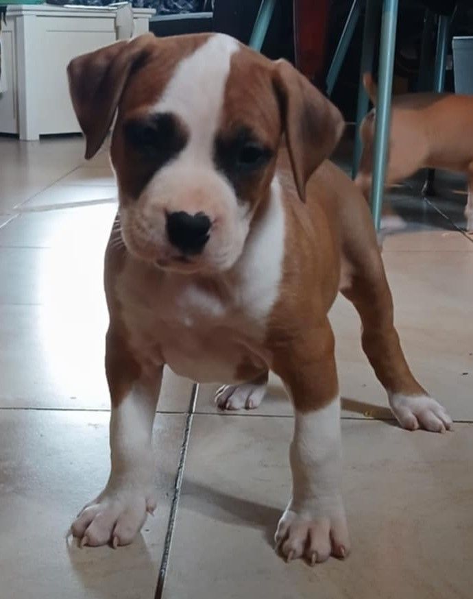 Des Amours De Stafford - Chiots disponibles - American Staffordshire Terrier