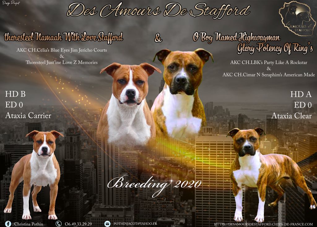 Des Amours De Stafford - American Staffordshire Terrier - Portée née le 14/11/2020