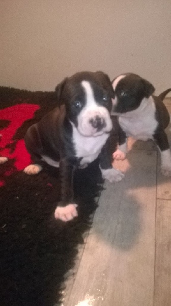 Des Amours De Stafford - American Staffordshire Terrier - Portée née le 28/02/2015
