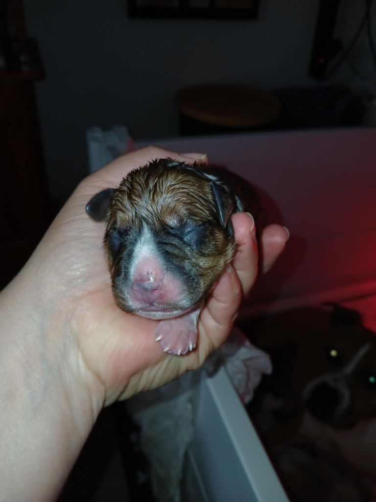 Des Amours De Stafford - Chiots disponibles - American Staffordshire Terrier