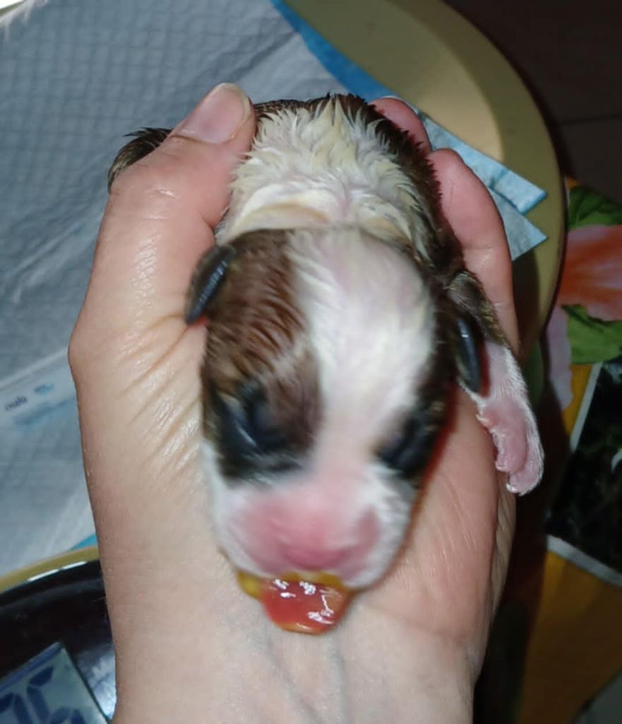 Des Amours De Stafford - Chiots disponibles - American Staffordshire Terrier