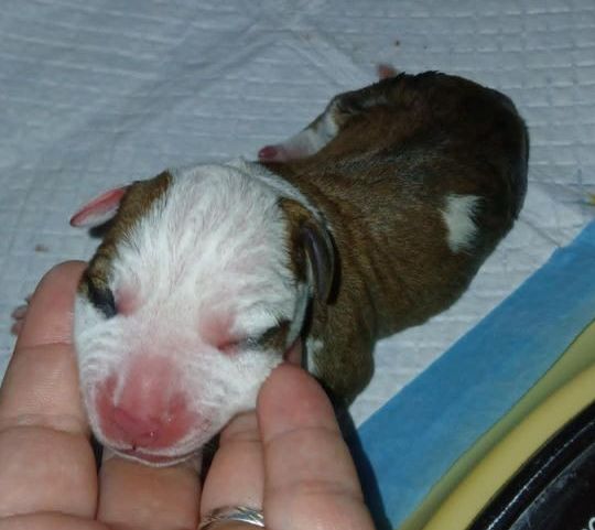 Des Amours De Stafford - Chiots disponibles - American Staffordshire Terrier