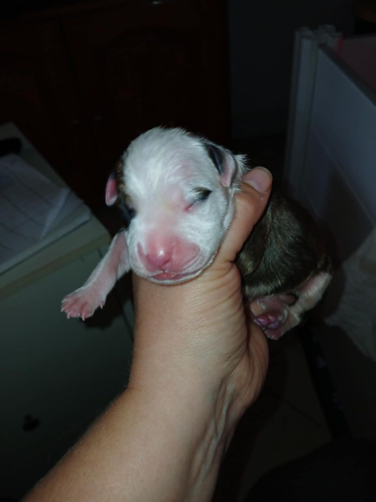 Des Amours De Stafford - Chiots disponibles - American Staffordshire Terrier