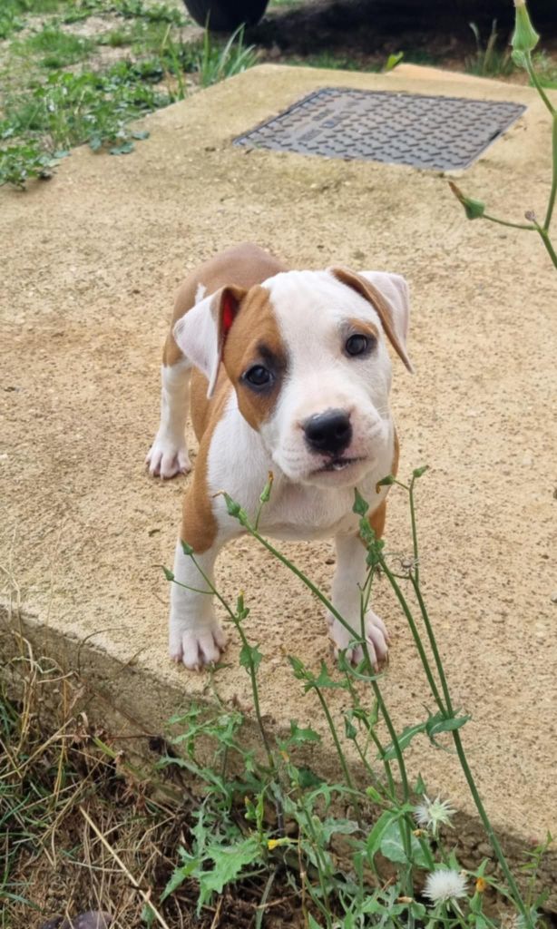 Des Amours De Stafford - Chiots disponibles - American Staffordshire Terrier