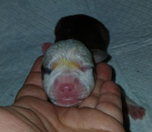 Des Amours De Stafford - Chiots disponibles - American Staffordshire Terrier
