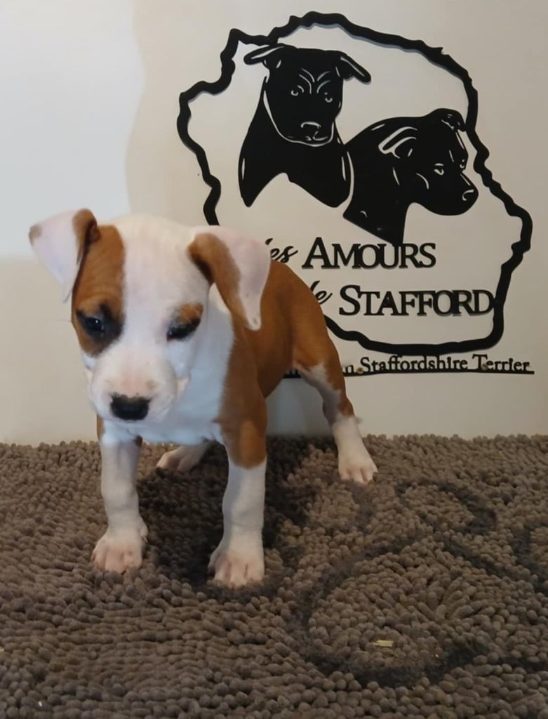 Des Amours De Stafford - Chiots disponibles - American Staffordshire Terrier