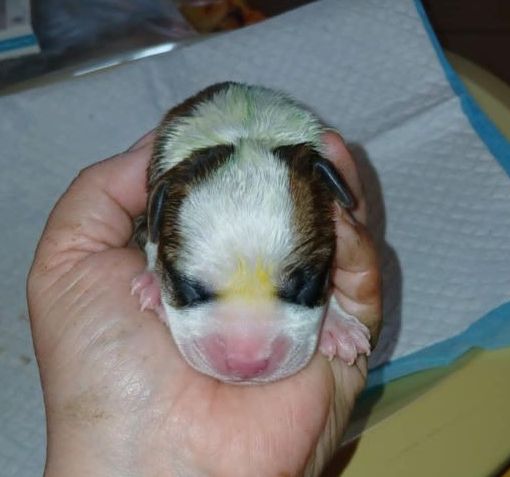 Des Amours De Stafford - Chiots disponibles - American Staffordshire Terrier