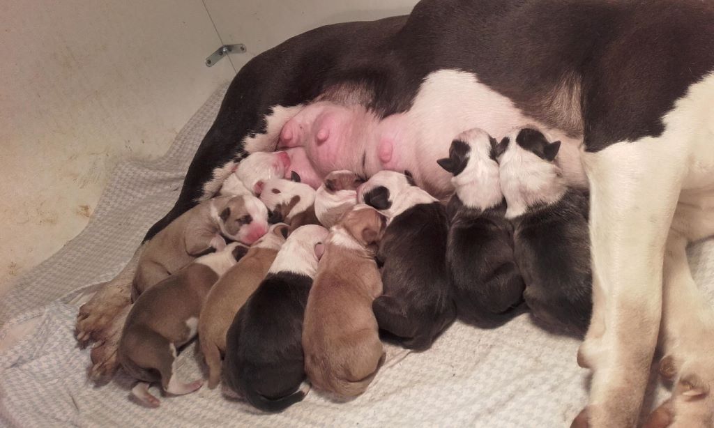 Des Amours De Stafford - American Staffordshire Terrier - Portée née le 14/01/2018
