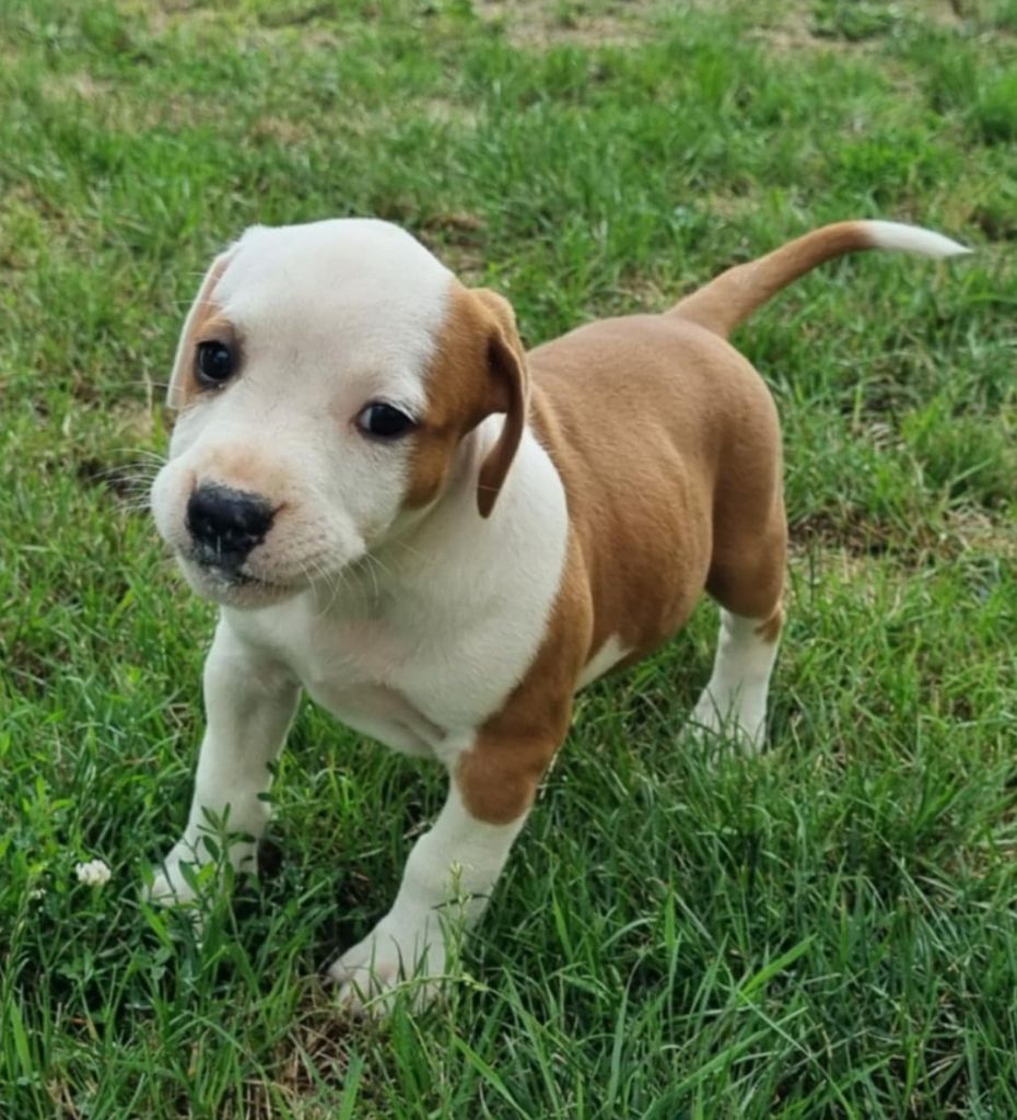 Des Amours De Stafford - Chiots disponibles - American Staffordshire Terrier