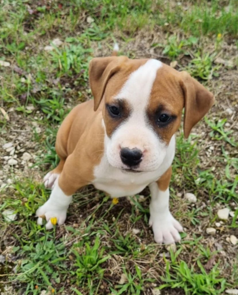 Des Amours De Stafford - Chiots disponibles - American Staffordshire Terrier