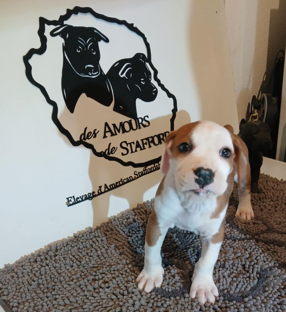 Des Amours De Stafford - Chiots disponibles - American Staffordshire Terrier